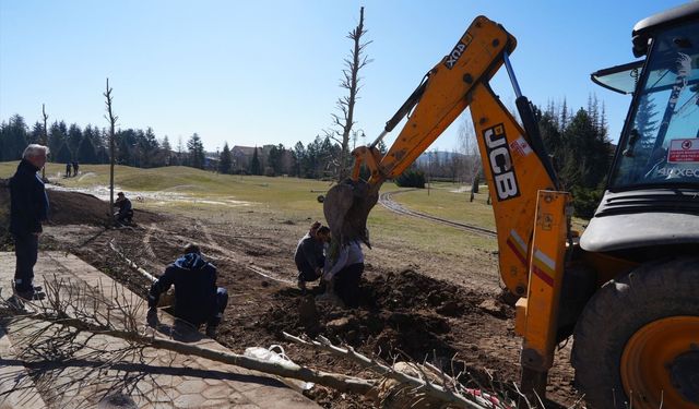 Sazova’da Çınarlar Toprakla Buluşuyor