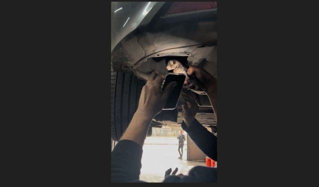 Araç içerisinde sıkışan yavru kediyi tamirhanede çırak sahiplendi