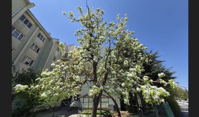 Çiçek açan armut ağacının güzelliği