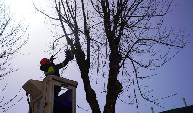Tepebaşı’nda Budama Çalışmaları Sürüyor