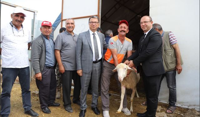 Büyükşehir Ve Seyitgazi’den Üreticilere Damızlık Koç Desteği