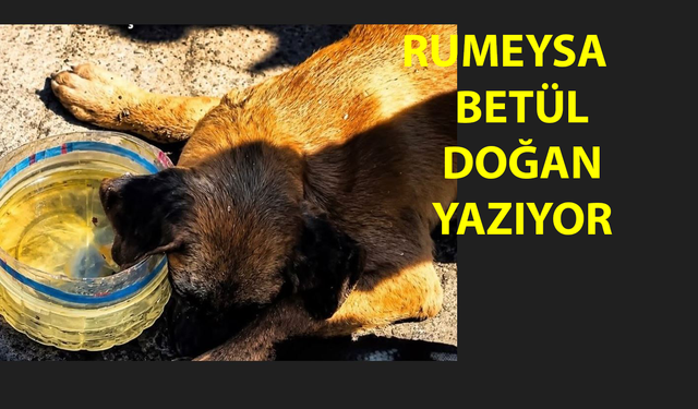 Toplumsal Çürümenin Resmi