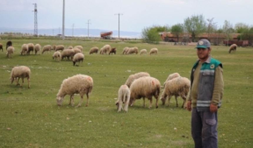 Çobanlar işlerinin başında 