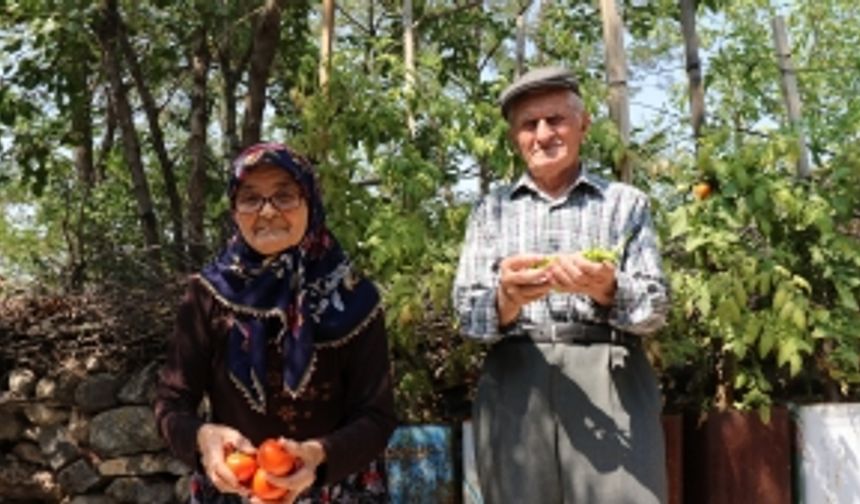 Seyitgazi'de teneke tarlası