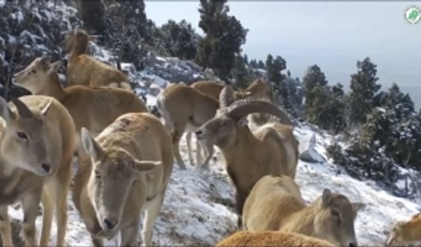 Anadolu yaban koyunlarının görüntüleri fotokapana yansıdı