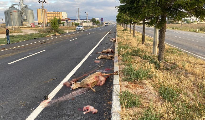 Otomobilin çarptığı hamile koyunun karnındaki kuzu dışarı fırladı