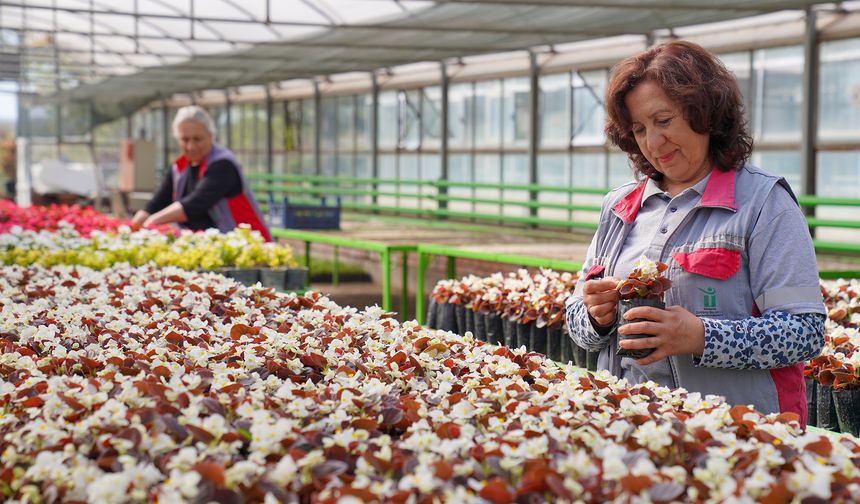 Tepebaşı Seralarında Üretilen Rengarenk Çiçekler İlçeyi Süslüyor
