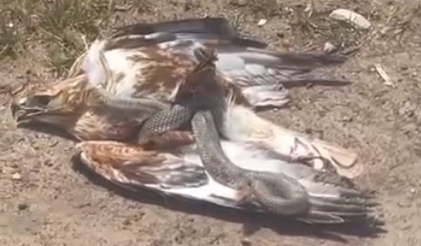 Talihsiz kartal yılanın avı oldu