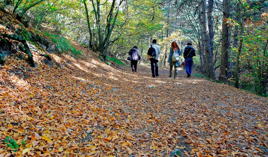Ormanlık Alanlara Giriş Yasakları Başlıyor