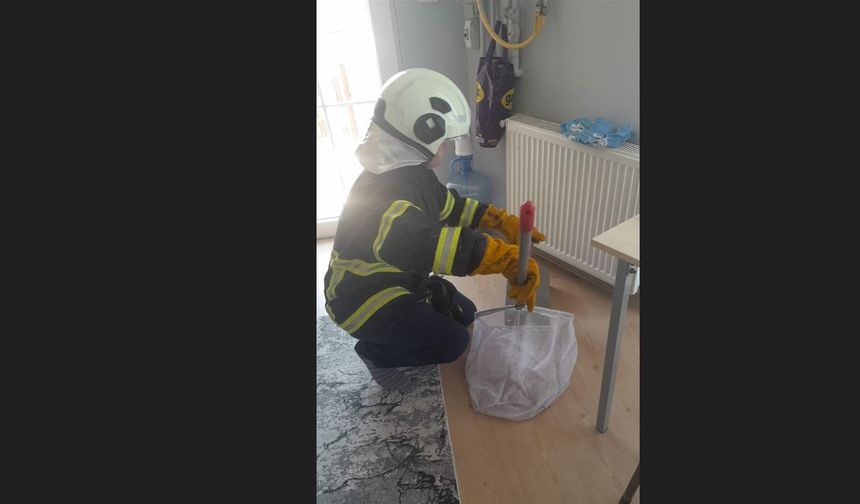 Eve giren yarasa korku yarattı