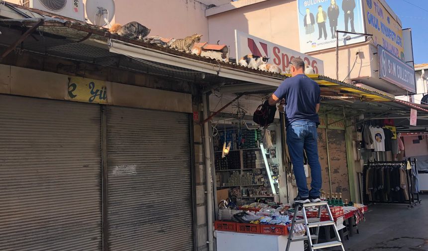 Her gün çatıya tırmanıp kedileri besliyor