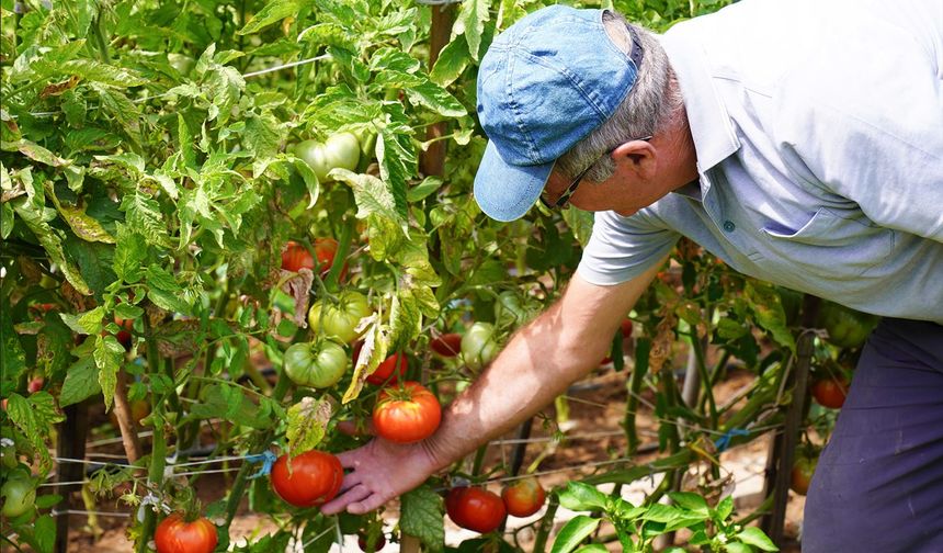 Tepebaşı Belediyesi Gönüllü Bahçelerinde Hasat Zamanı