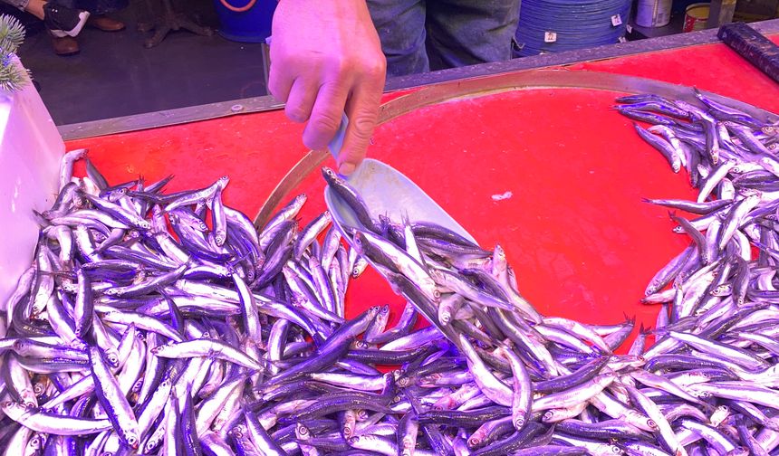 Denizlerde bollaşan hamsi tezgahlarda 100 TL’ye yer buldu