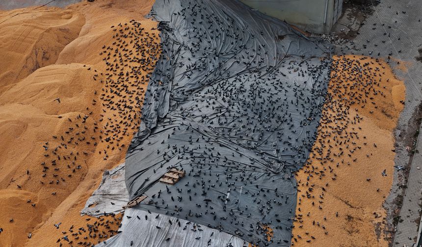 Güvercinler için Açık Büfe!