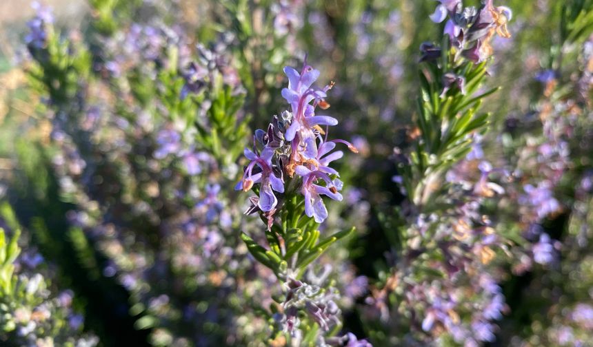 Artık Eskişehir'de biberiye üretilebiliyor