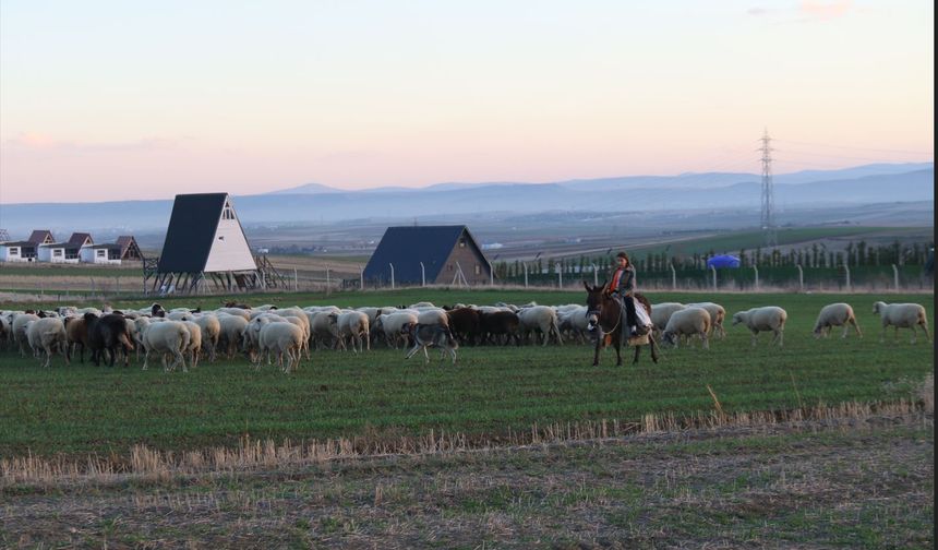 Küçük kız eşeğinin üzerinde koyunlarını güdüyor