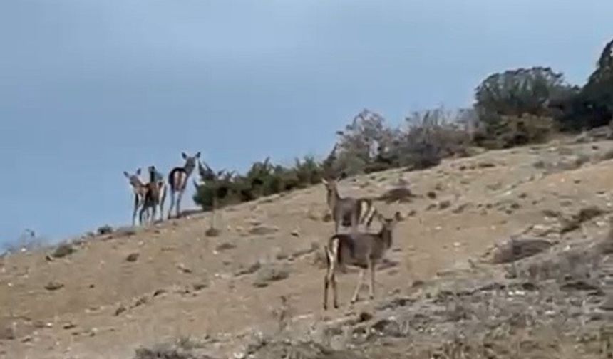 Mihalıççık'ta kaçışan 10 geyik böyle görüntülendi