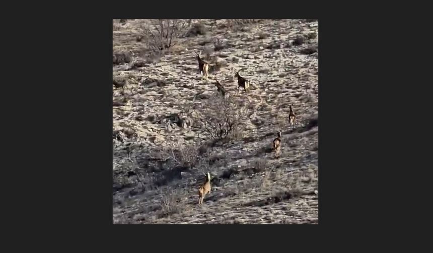 Eskişehir’de görüntülenen 8 geyik hayran bıraktı