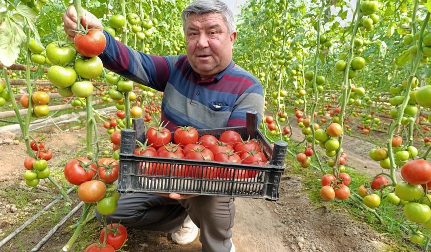 Simav'da yetişen 'coğrafi işaretli' Eynal domatesi pazarlarda ilgi görüyor