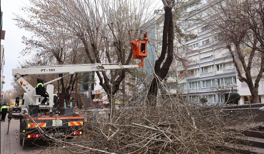 Hamamyolu’nda Ağaçlar Budanıyor