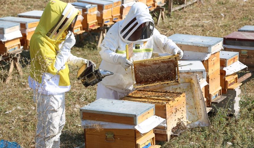 Odunpazarı’nda Arıcılık Eğitimleri Başladı