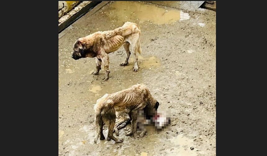 Bozüyük'teki barınakta aç kalan köpekler birbirini yedi