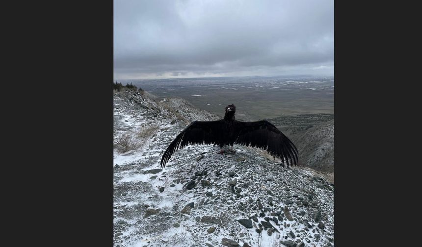 Hayvanat Bahçesi’nden Yaban Hayatına Umut