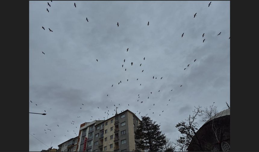Leyleklerin gökyüzündeki dansı