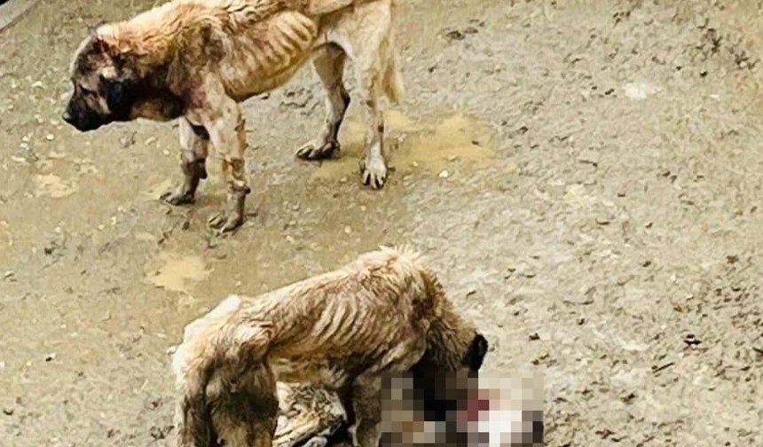 İçişleri Bakanlığından vahşet yaşanan barınakta inceleme