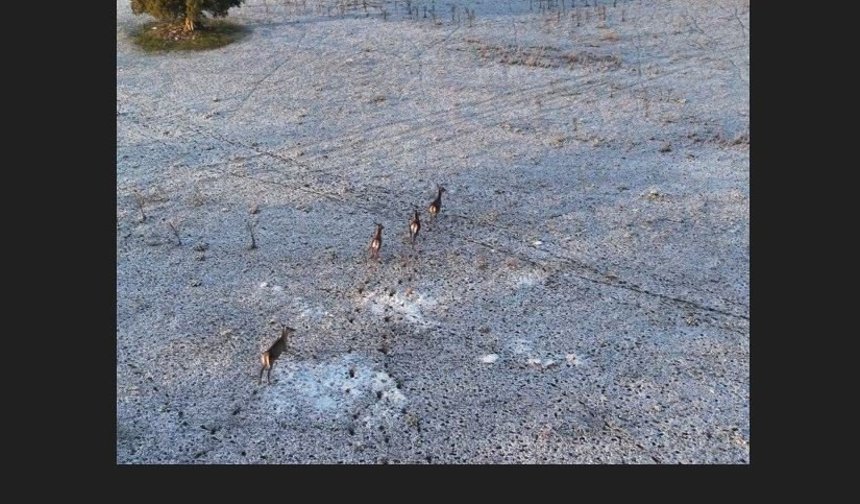 Karla kaplı dağlarda koşuşturan geyikler dronla görüntülendi
