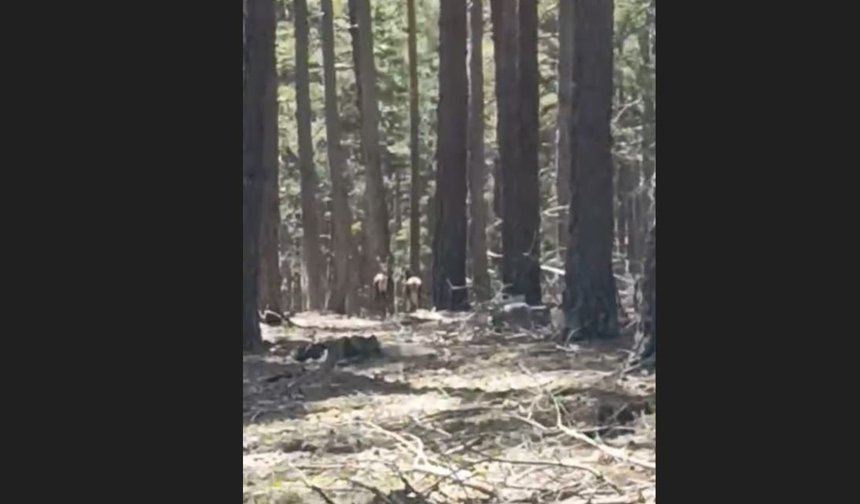 Geyik sürüsü amatör kameraya yansıdı