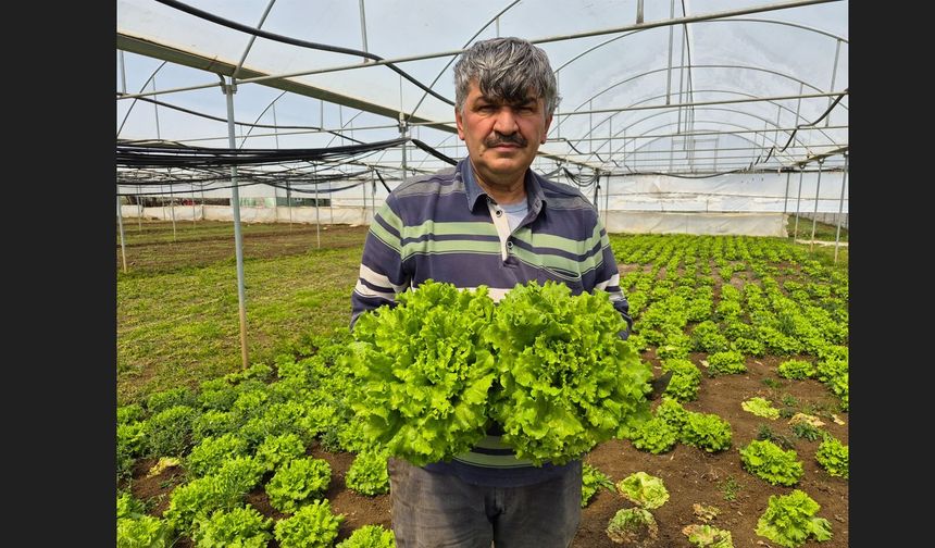 Tarlada 15 TL olan marul tezgahlarda 100 liraya satılıyor