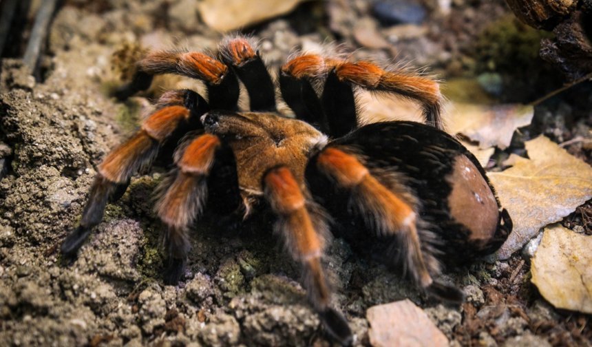 Hayvanat Bahçesi’ne 30 Yeni Tür