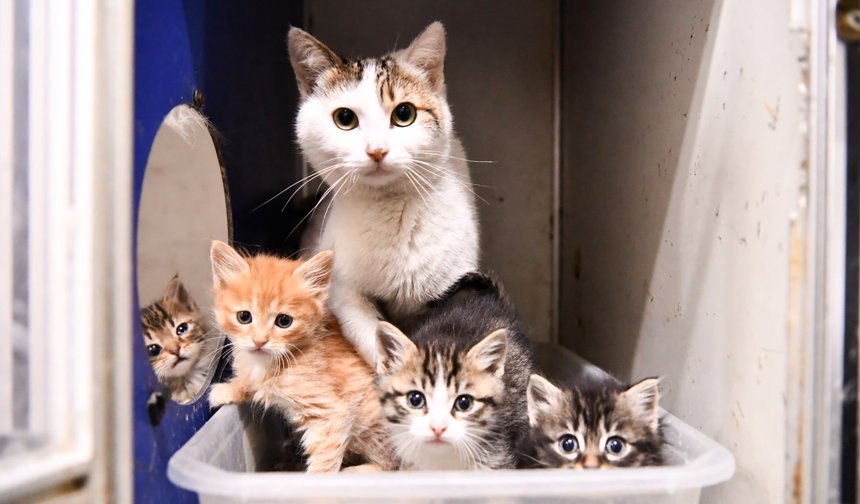 “Ben de Ailenizin Bir Parçası Olabilir miyim?”