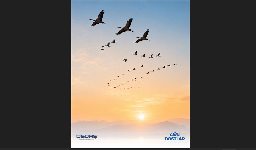 OEDAŞ 6 Bin 250 Direği Göçmen Kuşlar İçin Güvenli Hale Getirdi