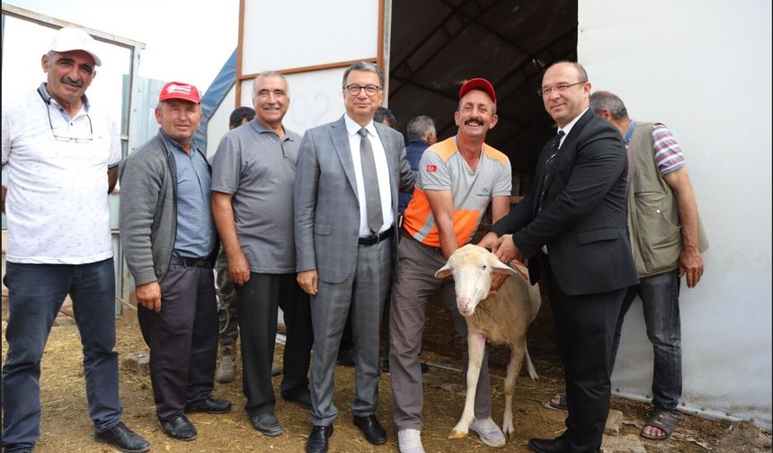 Büyükşehir Ve Seyitgazi’den Üreticilere Damızlık Koç Desteği