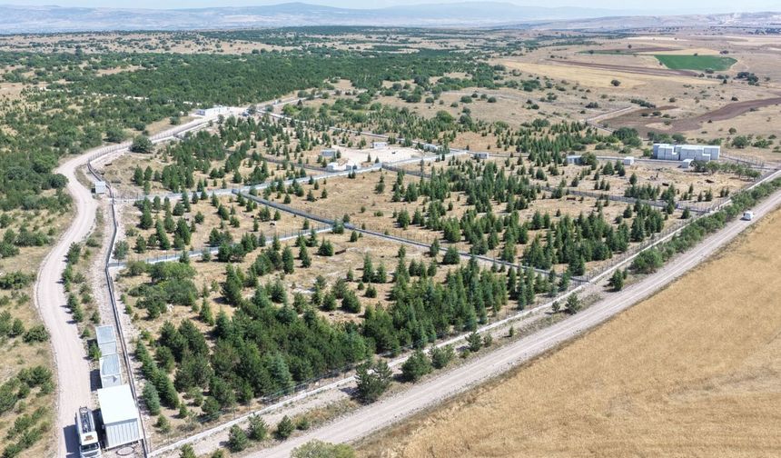 Kıravdan'da Sahipsiz Hayvanlar İçin Doğayla İç İçe Yaşam Alanı