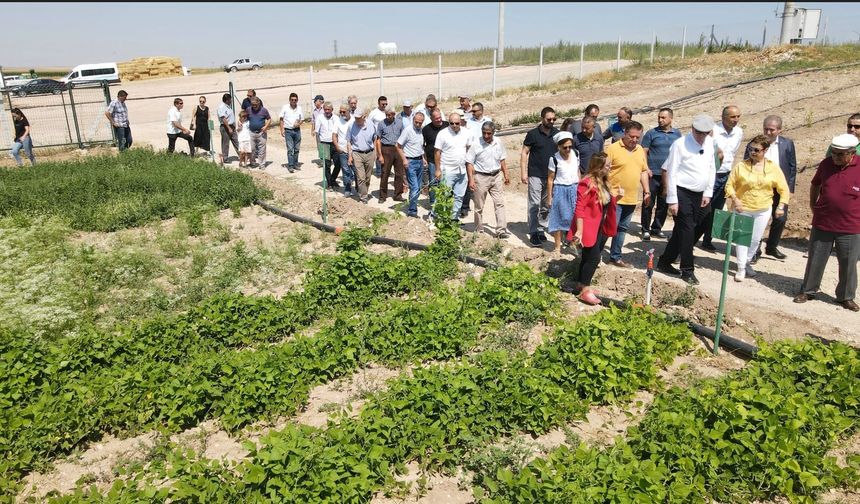 Tarla Gününde 15 farklı çeşit üreticiyle buluşacak