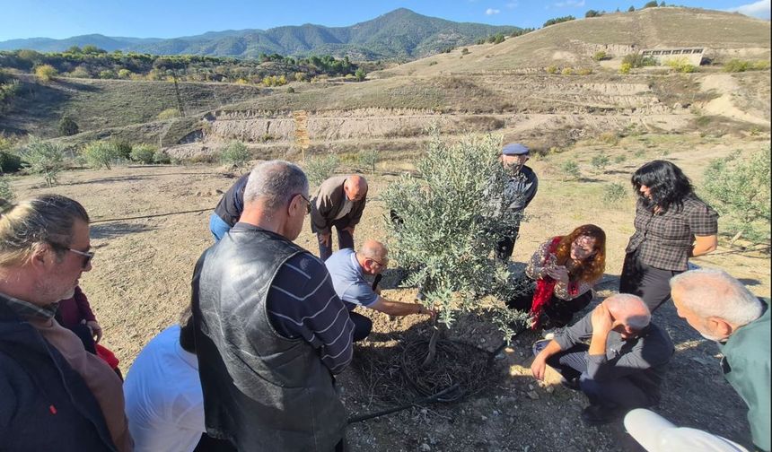 Büyükşehirden Zeytin Üreticilerine Uygulamalı Eğitim