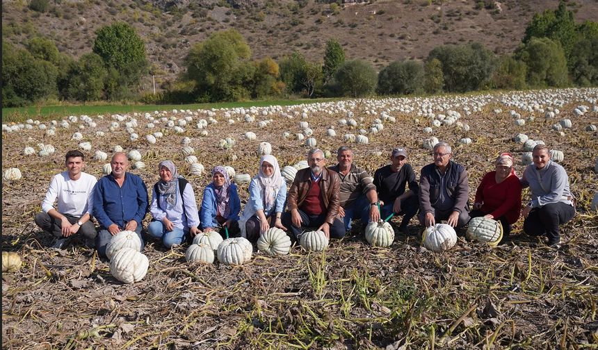 Kızılinler’de Balkabağı Hasadı