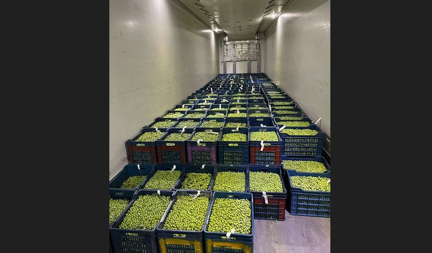 Ödüllü Dorlion Zeytinyağında Erken Hasat Heyecanı